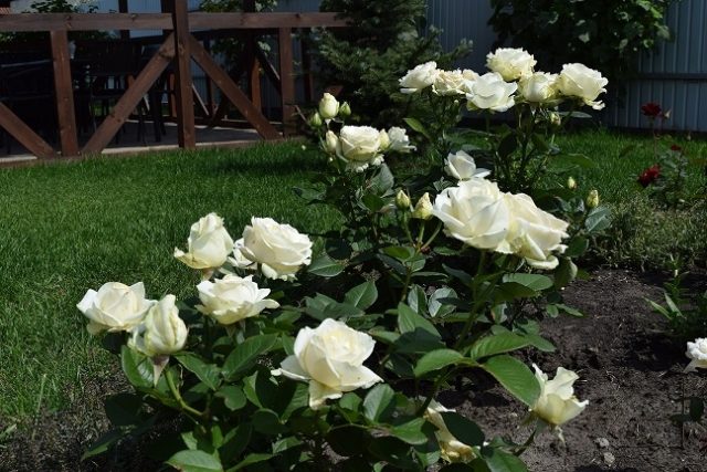 Hybrid tea rose variety Mondiale (Mondial): photo and description, reviews