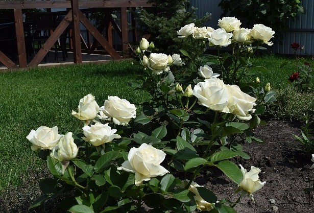 Hybrid tea rose variety Mondiale (Mondial): photo and description, reviews