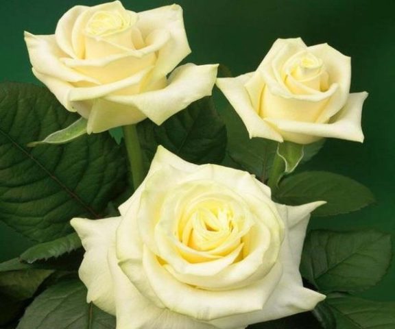 Hybrid tea rose variety Mondiale (Mondial): photo and description, reviews