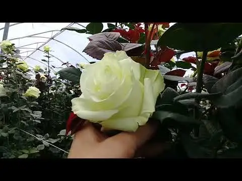 Hybrid tea rose variety Mondiale (Mondial): photo and description, reviews