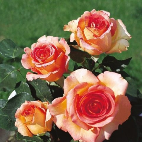 Hybrid tea rose variety Mondiale (Mondial): photo and description, reviews