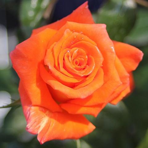 Hybrid tea rose variety Monica (Monica): description, planting and care