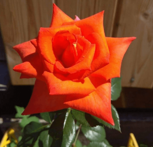 Hybrid tea rose variety Monica (Monica): description, planting and care