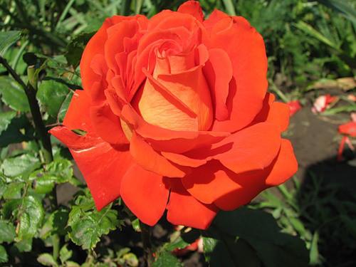 Hybrid tea rose variety Monica (Monica): description, planting and care