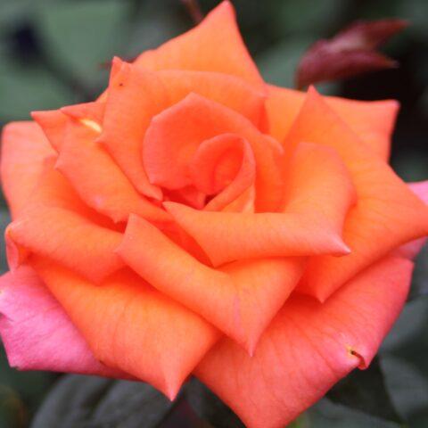 Hybrid tea rose variety Monica (Monica): description, planting and care