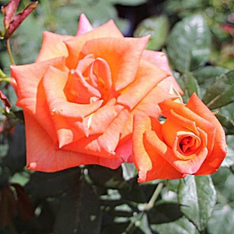 Hybrid tea rose variety Monica (Monica): description, planting and care