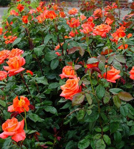 Hybrid tea rose variety Monica (Monica): description, planting and care