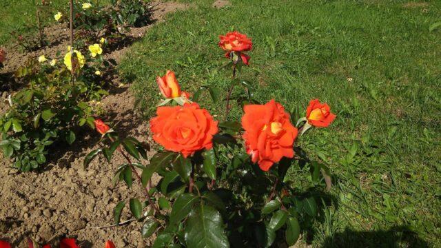 Hybrid tea rose variety Monica (Monica): description, planting and care