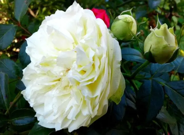 Hybrid tea rose Wedding Piano (Wedding Piano): planting and care, photo