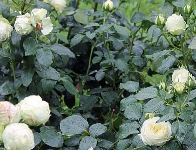 Hybrid tea rose Wedding Piano (Wedding Piano): planting and care, photo