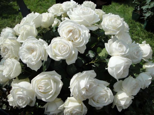 Hybrid tea rose Wedding Piano (Wedding Piano): planting and care, photo