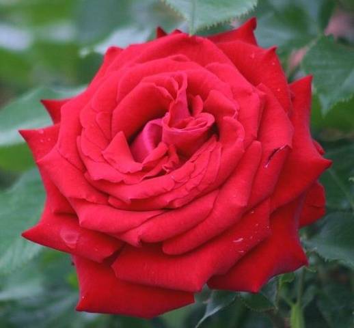 Hybrid tea roses: photos and names 