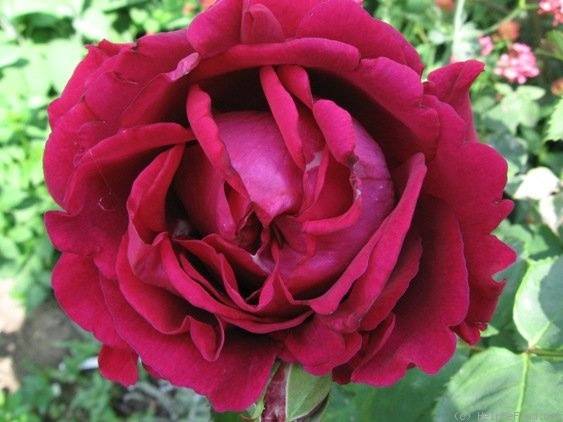 Hybrid tea roses: photos and names 