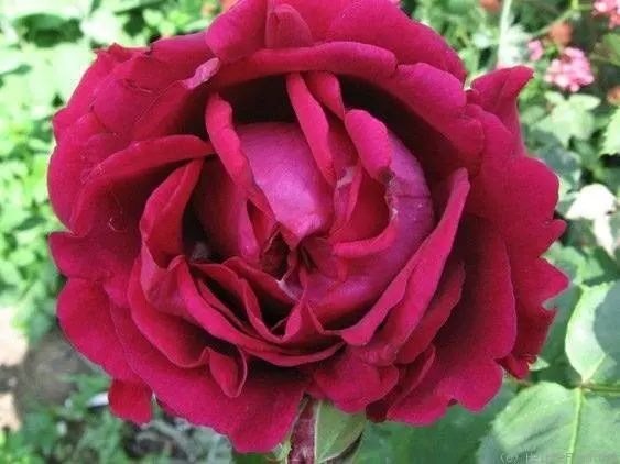 Hybrid tea roses: photos and names 