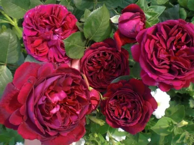 Hybrid tea roses: photos and names 