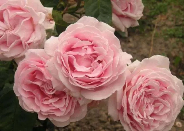 Hybrid tea roses: photos and names 