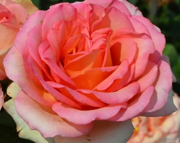 Hybrid tea roses: photos and names 