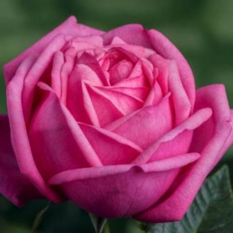 Hybrid tea roses: photos and names 