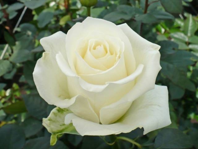 Hybrid tea roses: photos and names 