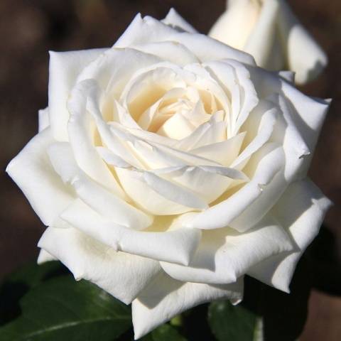 Hybrid tea roses: photos and names 