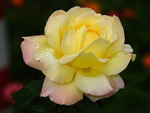 Hybrid tea roses: photos and names 