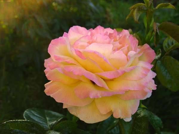 Hybrid tea roses: photos and names 