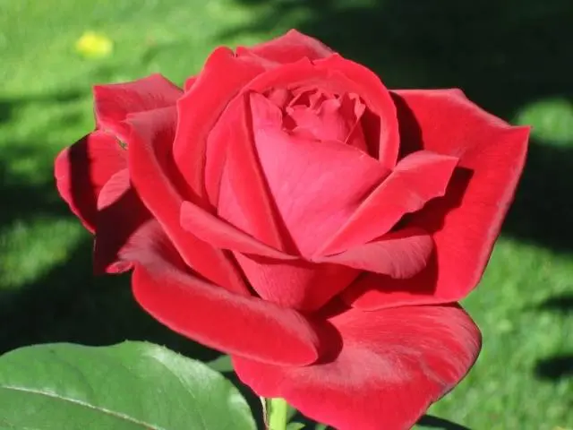 Hybrid tea roses: photos and names 