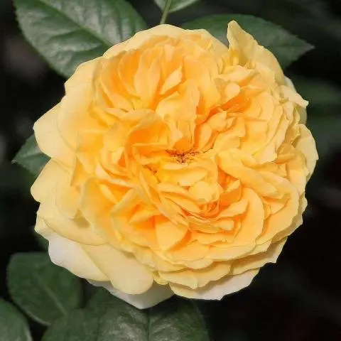 Hybrid tea roses: photos and names 