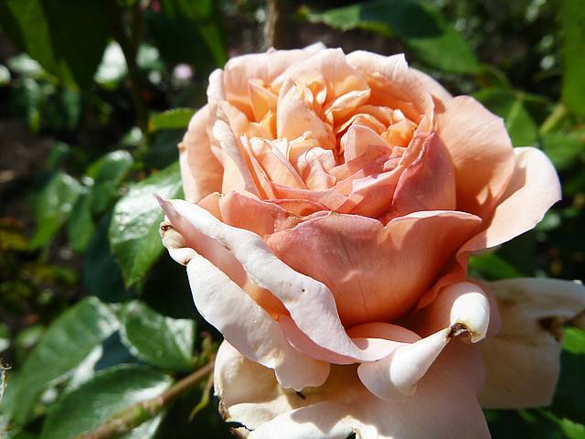 Hybrid tea roses: photos and names 