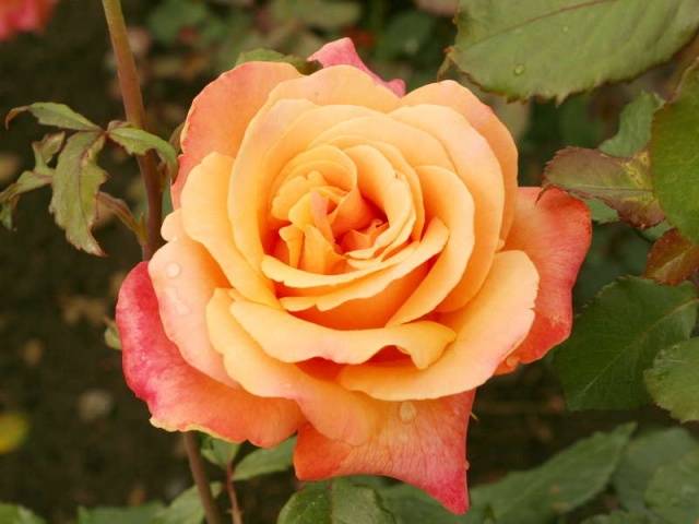 Hybrid tea roses: photos and names 