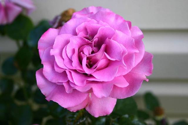 Hybrid tea roses: photos and names 