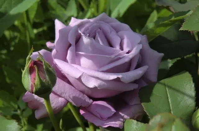 Hybrid tea roses: photos and names 