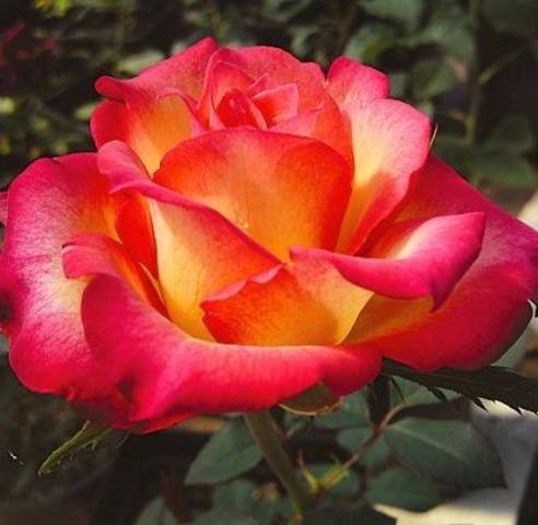 Hybrid tea roses: photos and names 