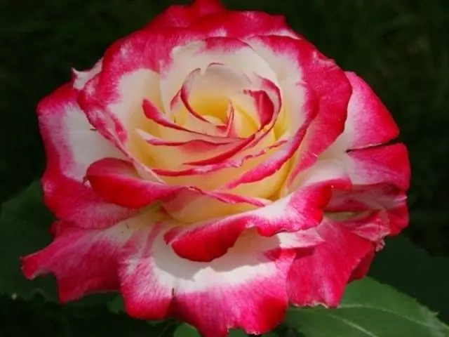 Hybrid tea roses: photos and names 