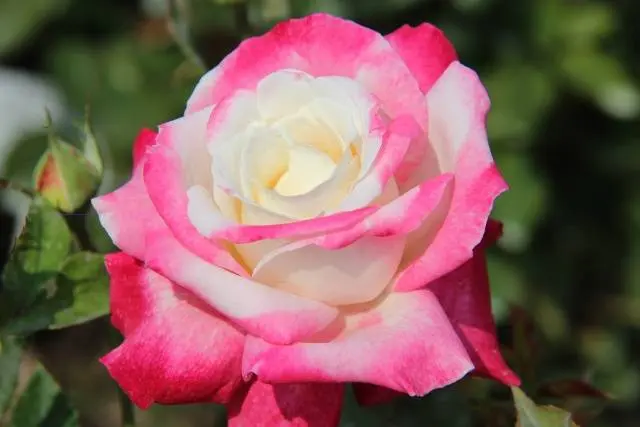 Hybrid tea roses: photos and names 