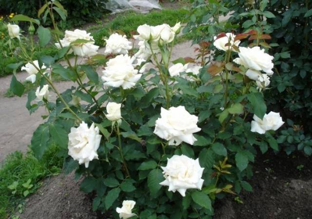 Hybrid tea roses: photos and names 