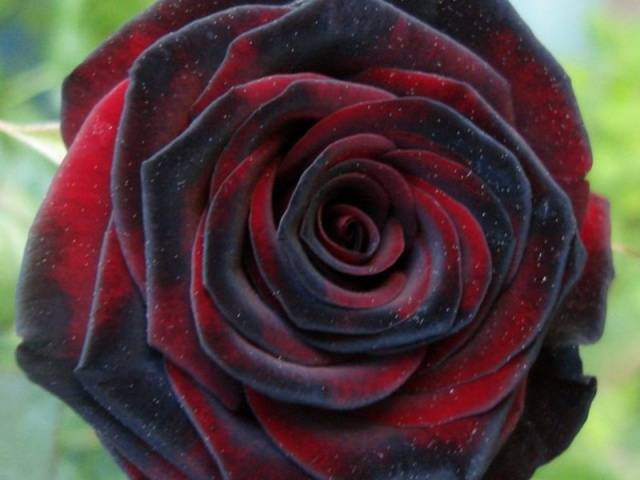 Hybrid tea roses: photos and names 