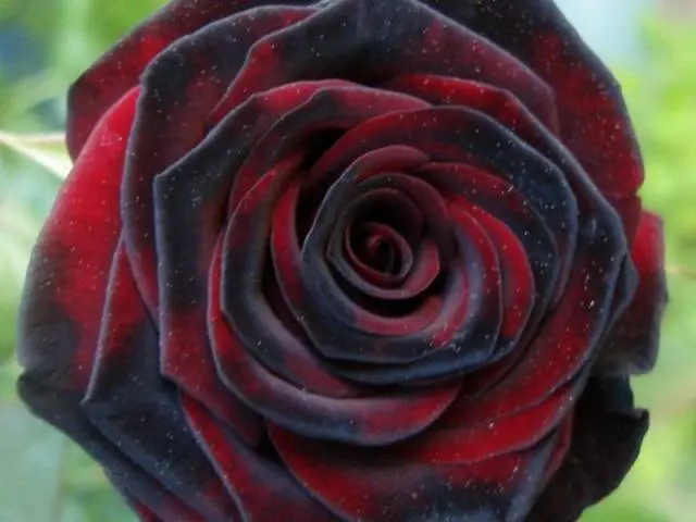 Hybrid tea roses: photos and names 