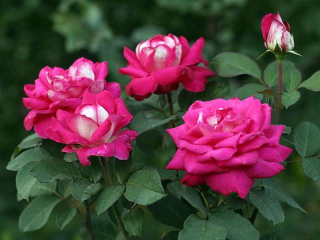 Hybrid tea roses: photos and names 