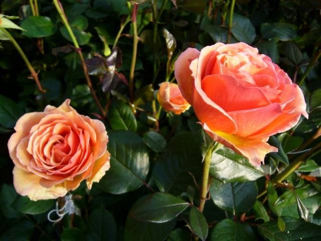 Hybrid tea roses: photos and names 