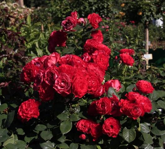 Hybrid tea roses: photos and names 