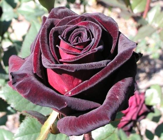 Hybrid tea roses: photos and names 