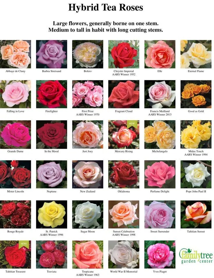 Hybrid tea roses: photos and names 