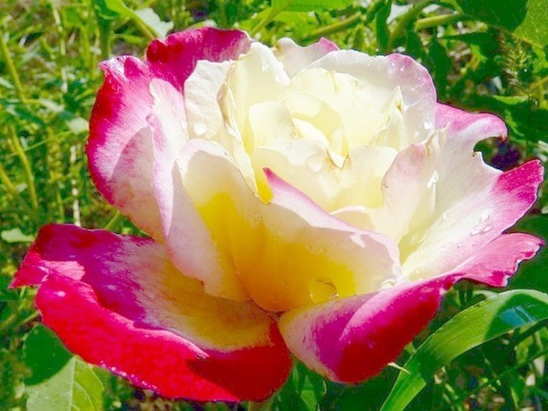 Hybrid tea roses: the best varieties, care and cultivation