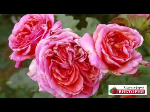 Hybrid tea roses: the best varieties, care and cultivation