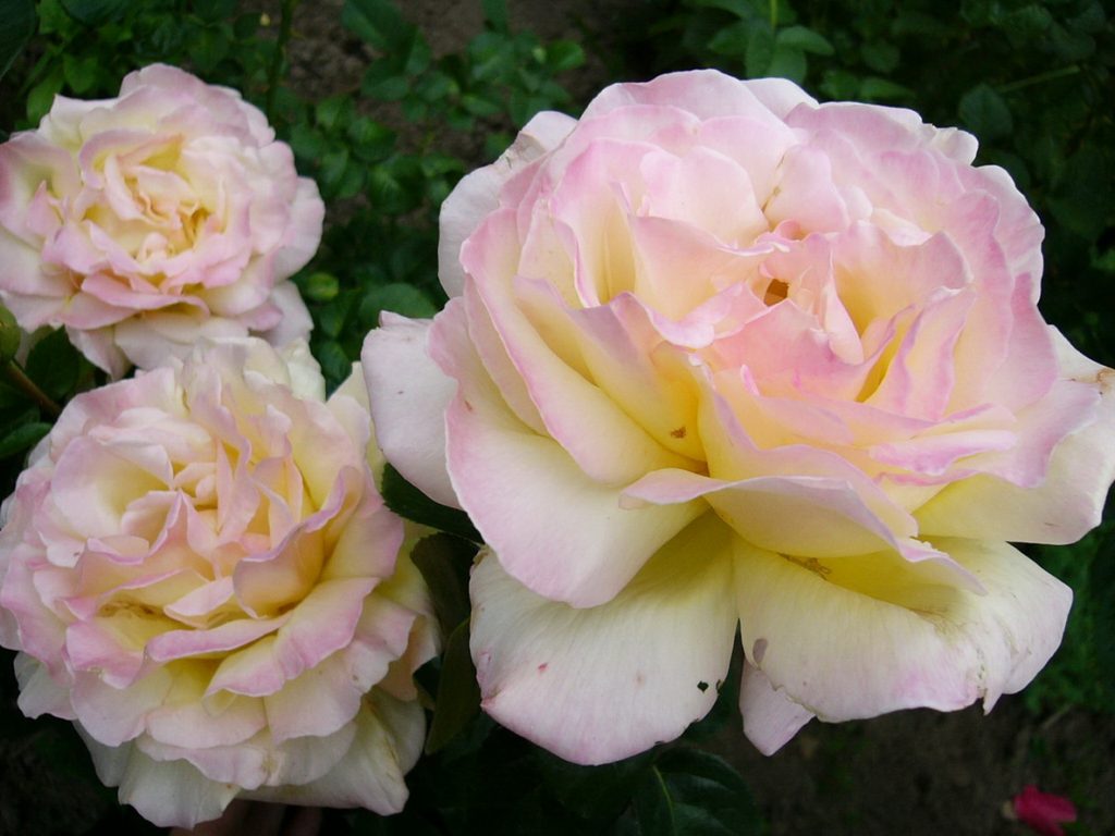 Hybrid tea roses: the best varieties, care and cultivation