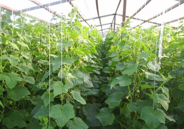 Hybrid varieties of cucumbers for the greenhouse