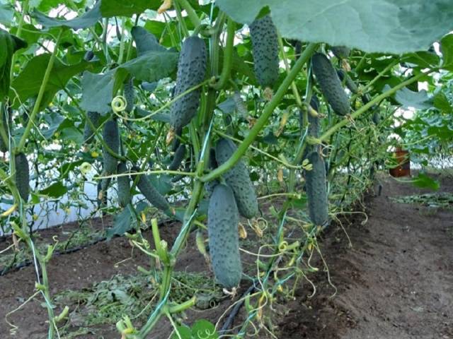 Hybrid varieties of cucumbers for the greenhouse