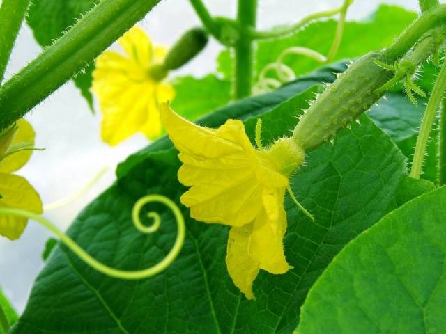 Hybrid varieties of cucumbers for the greenhouse