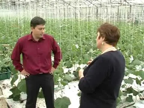 Hybrid varieties of cucumbers for the greenhouse